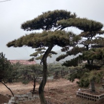造型油松造型黑松造型松泰山松黑松盆景