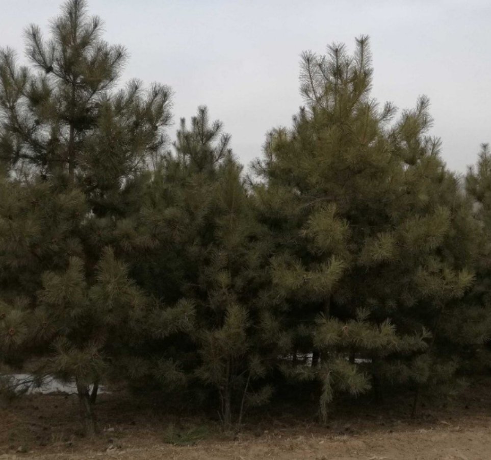 油松整体树冠形态