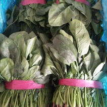 精品【大叶菠菜】万亩精品大棚菠菜直发欢迎采购