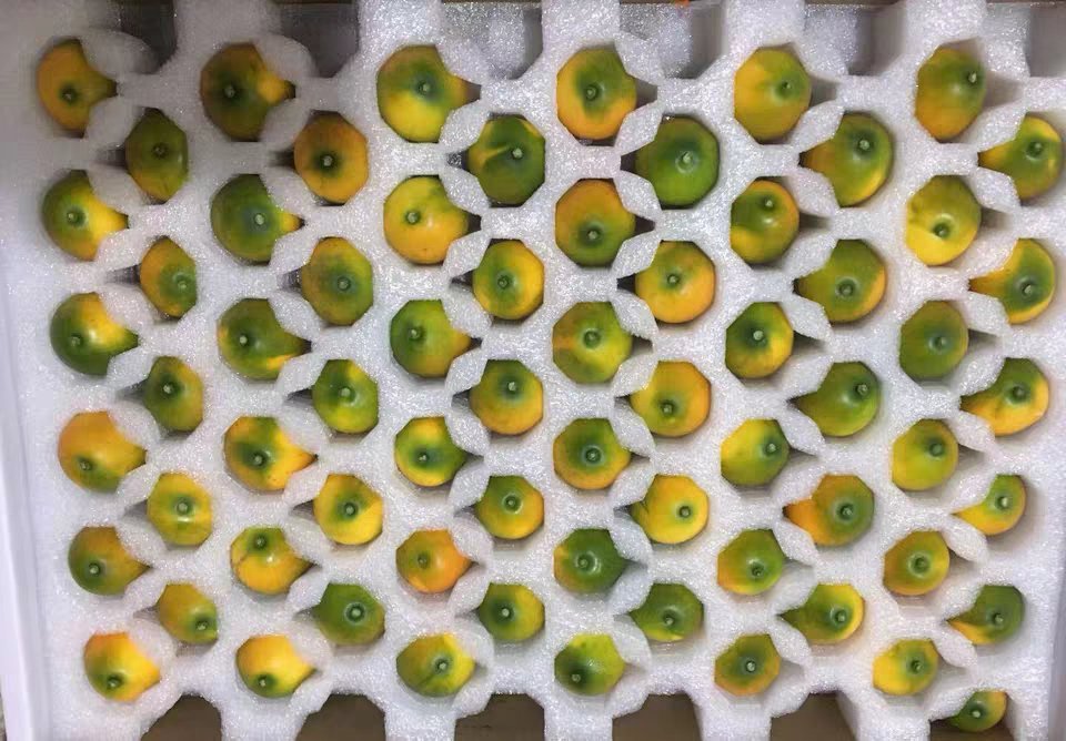 金桔冷藏保存示意图