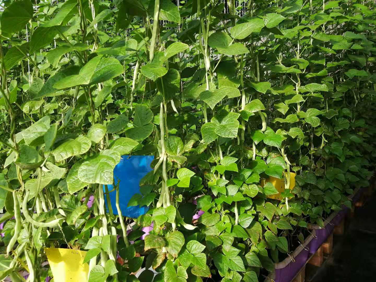 芸豆的外观与植物特性