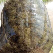 稻田生态甲鱼
