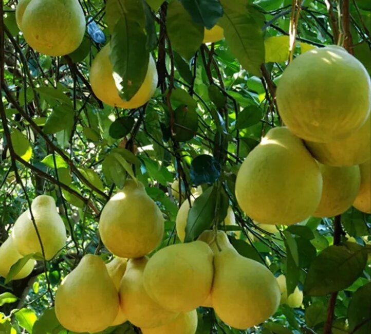 果农采摘新鲜沙田柚