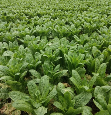 本地莴笋50到60厘米皮青肉青