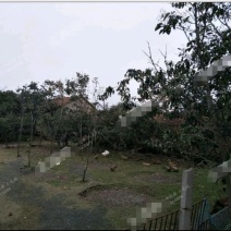 临沂沂南县200亩有林地出租40年200/亩