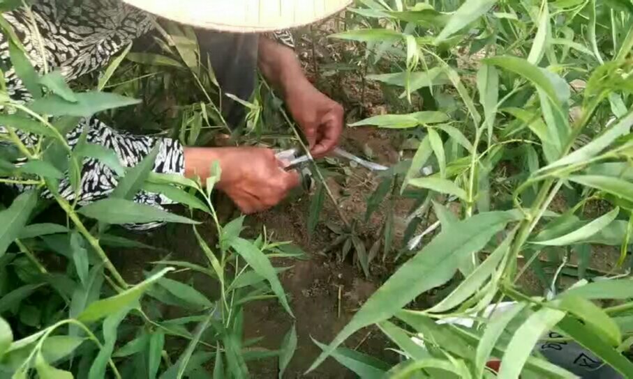 黄桃夏季修剪实景图