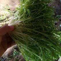 叶菜类
