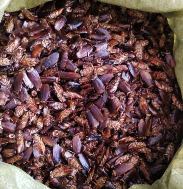 蟑螂干品蟑螂活体龙鱼饲料钓鱼好饵料