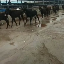 德州肉驴