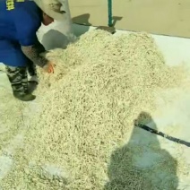 广西横县木瓜丝自产自销，一手货源保质保量，欢迎老板订购。