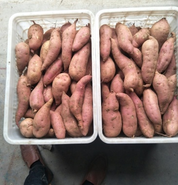 红香蕉红薯,加工,商品均可