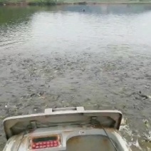 鲫鱼3一8两