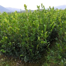 长林系列4号53号高产油茶苗50公分到100公分全国包邮