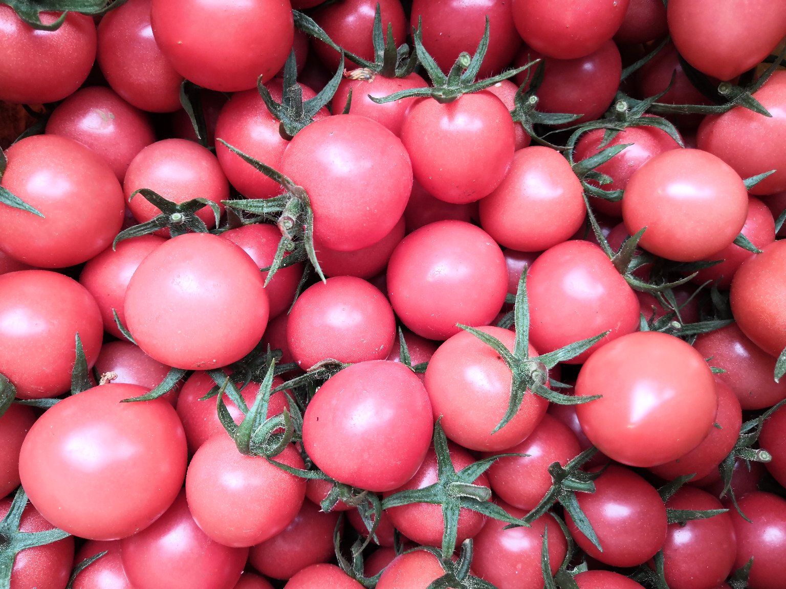 蒸好的圣女果鸡蛋羹在瓷碗中，蛋羹光滑如镜，红色果粒点缀其中