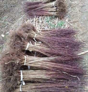 山茱萸苗山茱萸山萸肉肉枣枣皮红枣皮河南山茱萸