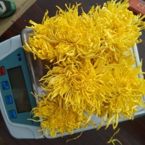金丝皇菊