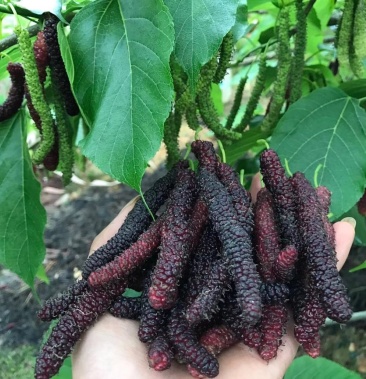 [桑葚批发]台湾四季长果桑嫁接树苗价格6.00元/棵 - 一亩田