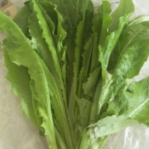 油麦菜，天天新鲜蔬菜