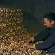 姜种山东姜种产地行情姜种批发产地直销值得信任