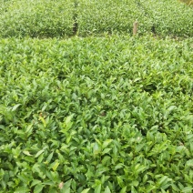 良种茶苗