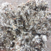草菇栽培专用棉渣,湖南棉渣,四川棉渣,重庆棉渣,废棉菌种