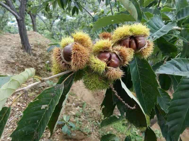 两张并列照片,左侧为北方大果型板栗(燕山早丰),外壳带刺较密,颜色浅褐;右侧为南方小果型油栗(靖州油栗),外壳光滑,色泽深褐近黑,果形更圆润。下方标注尺寸标尺,显示两者大小差异 板栗与油栗对比图示