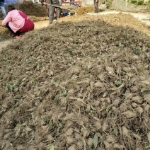 白术种苗10~20cm，一年收好管理，提供技术管理回收