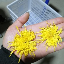 金色皇菊