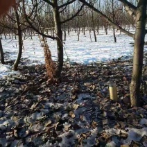 大量出售直径5-8公分梨树，有需求速联系电话