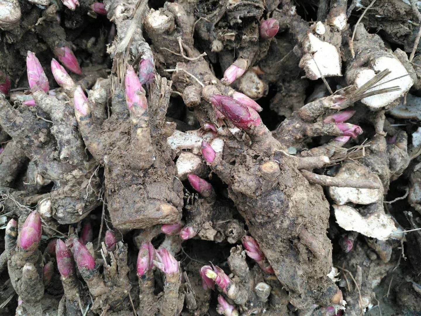 清江雪芽芥菜菜花特写：展示完整植株形态，重点呈现灰白心叶、多级分枝花苔及蜡质叶面细节