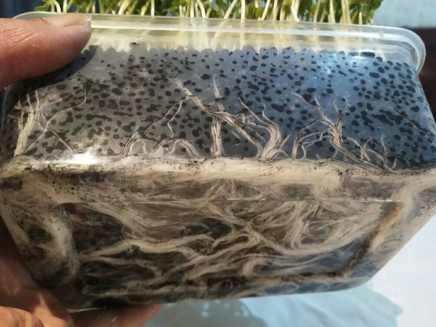 肠道菌群示意图