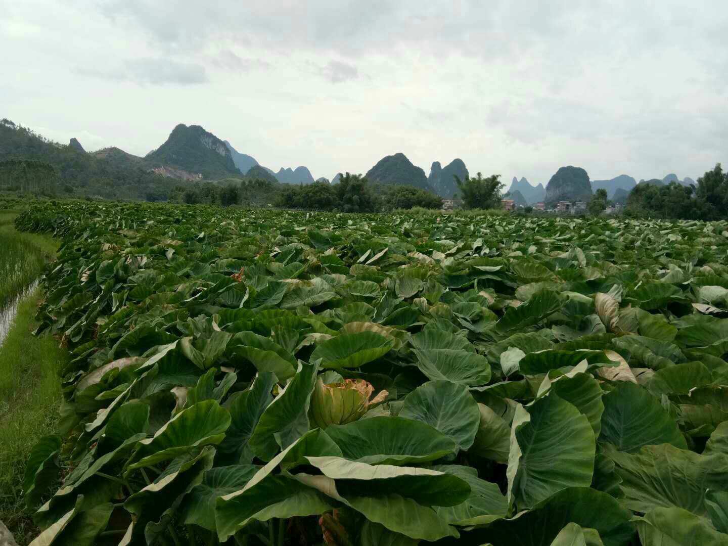 荔浦市田野中成片的芋头植株，绿叶宽大，土壤呈微红色，远处是典型的喀斯特山峰