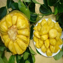 菠萝蜜树苗(原土中杯苗)嫁接苗泰国12号8号5号马来一号