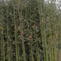 竹苗移植苗钢竹淡竹紫竹金镶玉竹