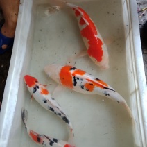 三色