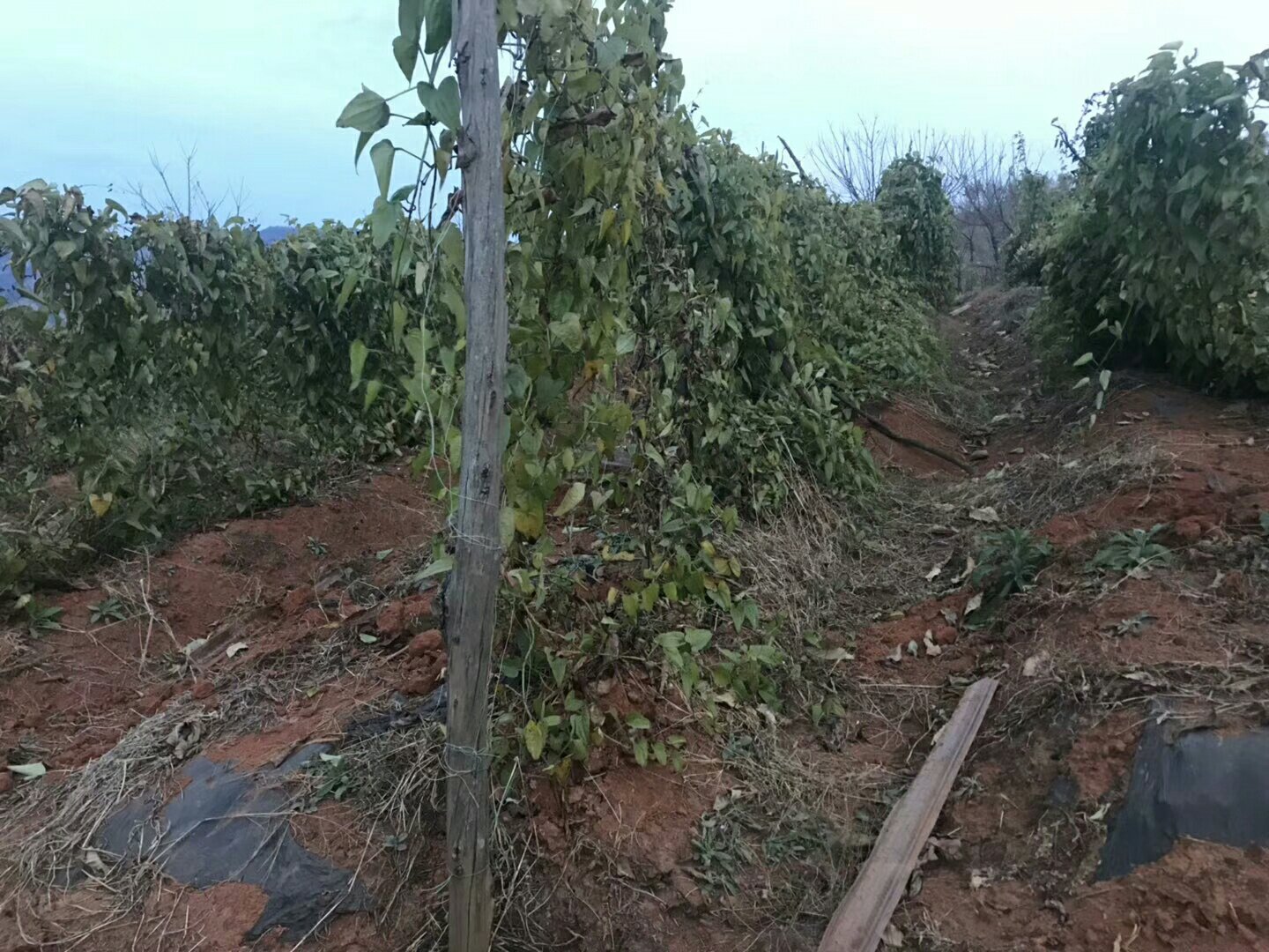 清代怀庆府行政区划图局部,清晰标注温县、武陟、沁阳三地,突出其作为山药传统主产区的历史地理定位,背景为泛黄古纸纹理,配手绘风格山药藤蔓边框 怀庆府古地图示意