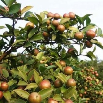 山茶籽子油