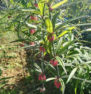 正宗云南省红花滇黄精籽苗