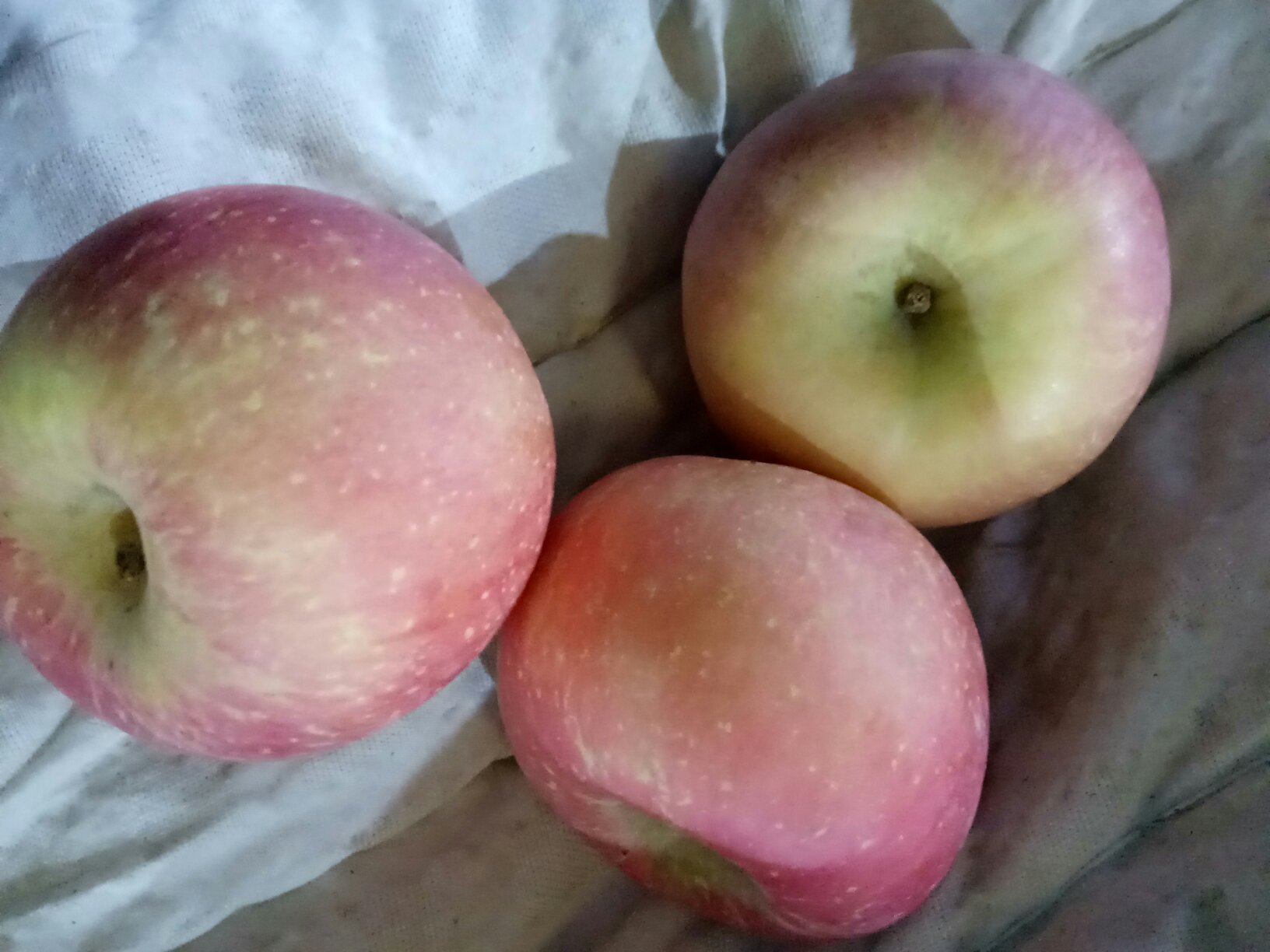 红富士与国光苹果切面对比图