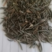高杆混色波斯菊