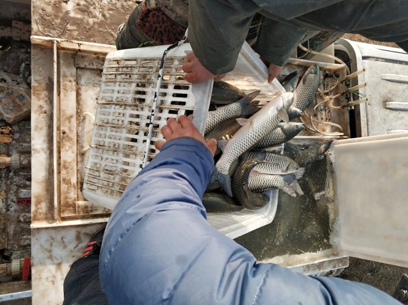 草鱼黄河草鱼合阳草鱼黄河淡水养殖淡水鱼类