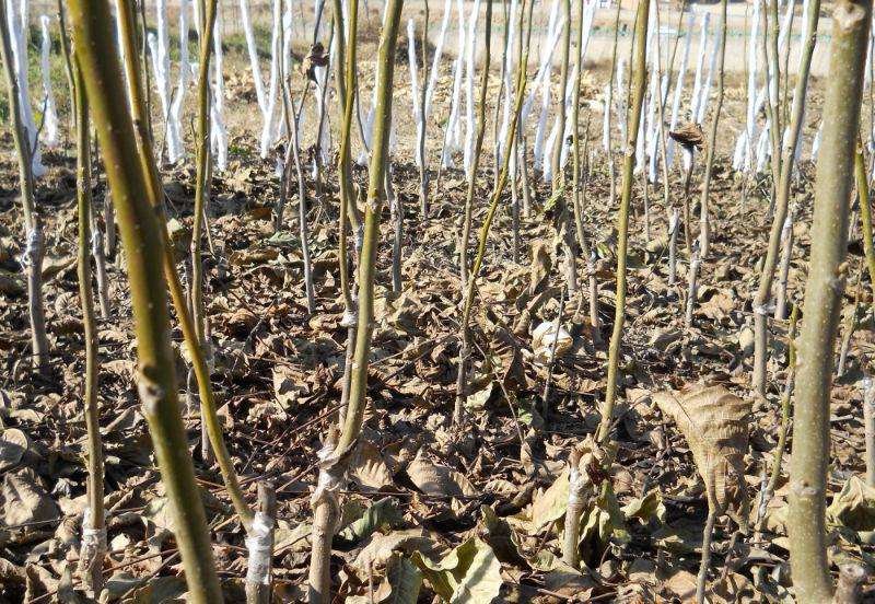 新疆纸皮核桃果园实景图