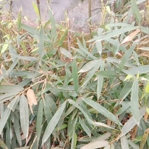 苦竹苗本地野生资源选育极低温出笋品种肉质细嫩苦味儿香浓