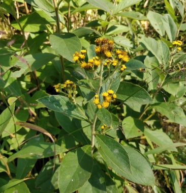 羊耳菊(广西)猪耳风(广西)羊耳风(贵州)白牛胆(广东)