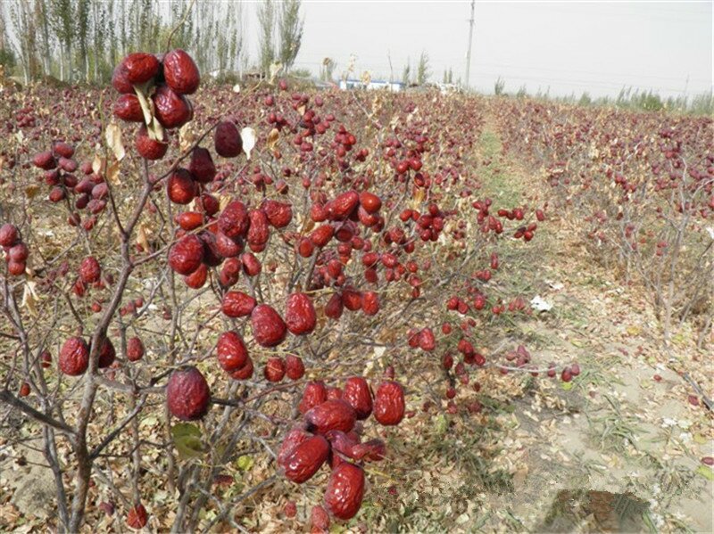 展示皮枣果树在果园中生长的实景图,枝叶茂密,果实挂满枝头 皮枣果园实景图