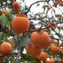 火罐柿子树