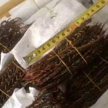 蜈蚣