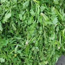 精品荠菜