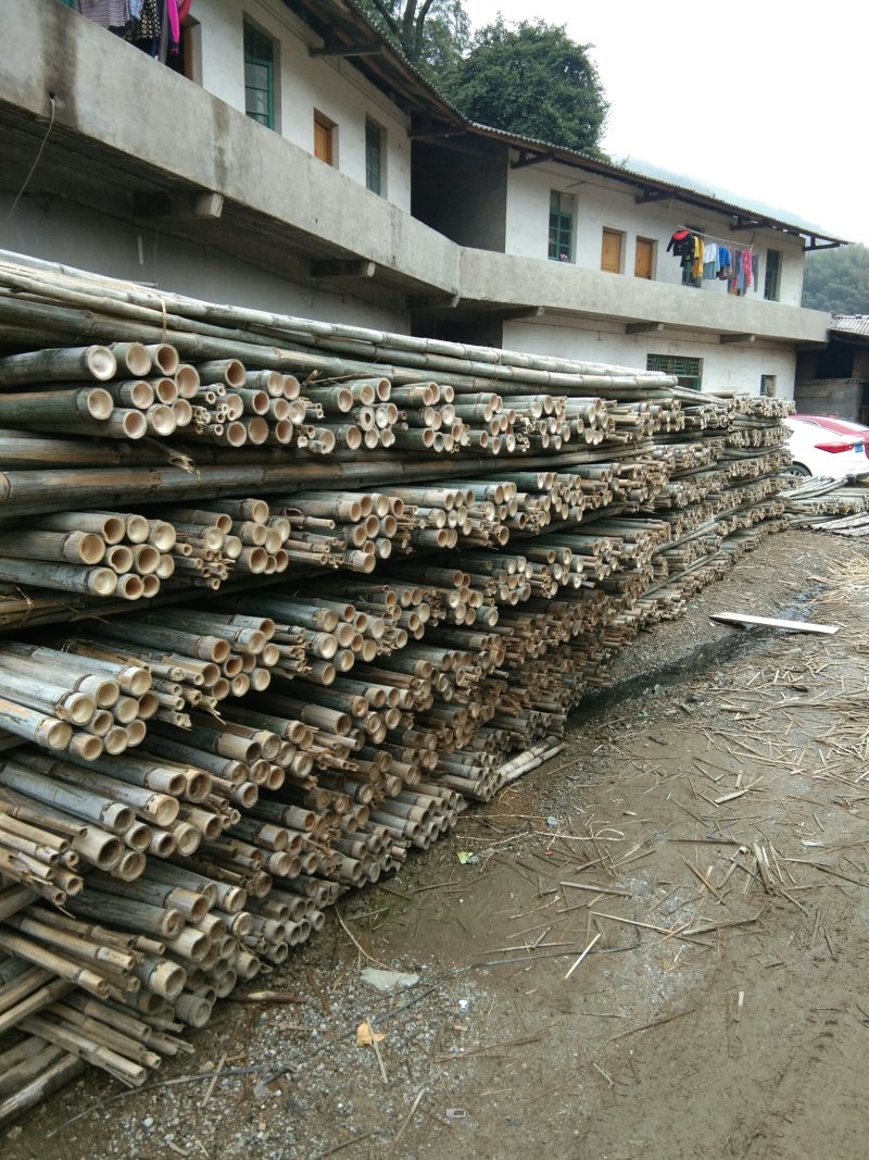 广西桂林资源县竹子 2