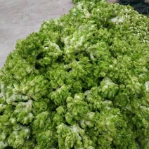 儿菜遂宁，重庆，成都均有基地